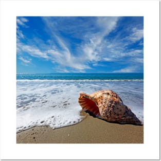 Beach with conch shell under blue sky Posters and Art